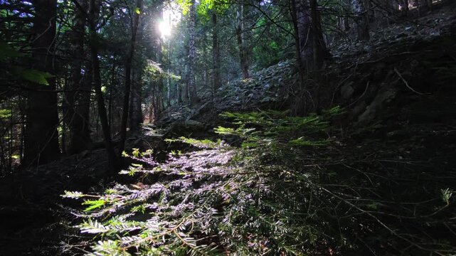 Sunrise on the hillside of a European mountain forest with fir trees and tall trees