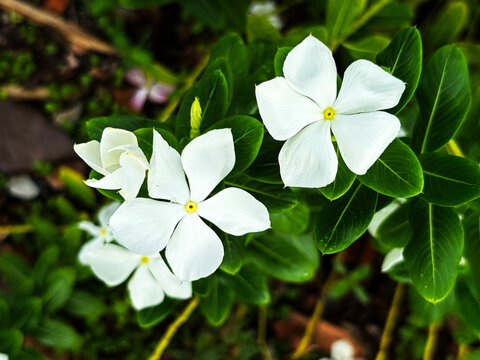 Close-up of white vinca flower blooming with water drops on green leaves background