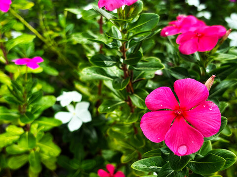 Close-up of pink vinca flower blooming with water drop on natural foliage background