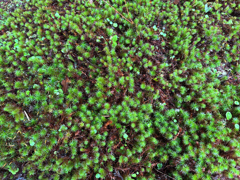 Green Moss Texture After Rain in Japan