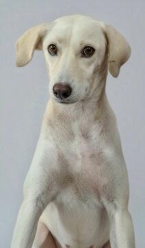 jack russell terrier
Close-up studio portrait of a beige or ivory-haired mixed breed dog staring directly at the camera.