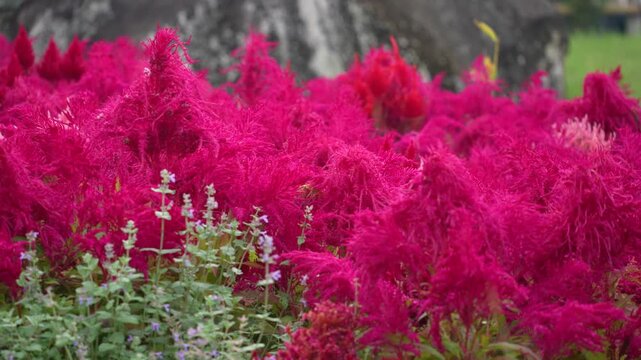 cinematic panning shot of vibrant magenta celosia plumosa flowers blooming in a garden and swaying gently in the breeze