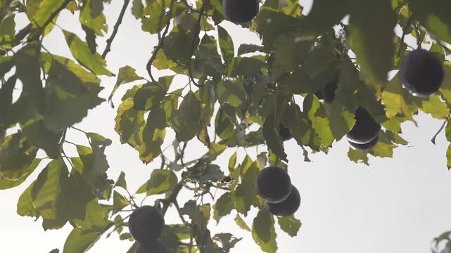 Looking at an avocado tree from below