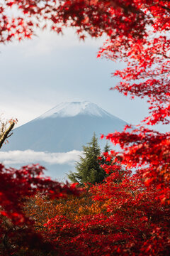 Mount Fuji, Japan framed by vivid red maple leaves in autumn, with a snowcapped peak, soft clouds, and forest.