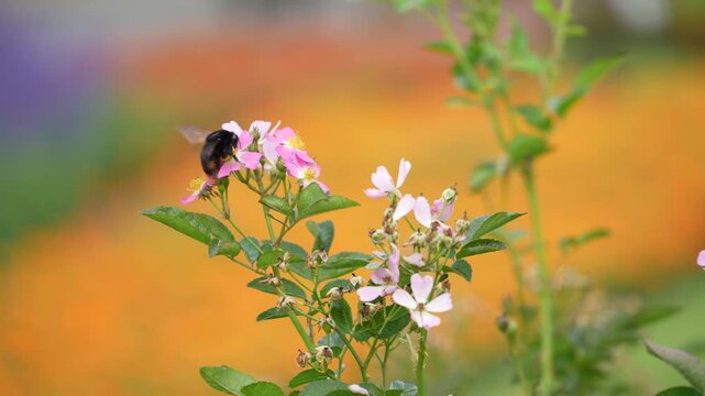 cinematic close-up shot of a large black bee pollinating and gathering nectar from delicate pink flowers against a beautifully blurred colorful floral background