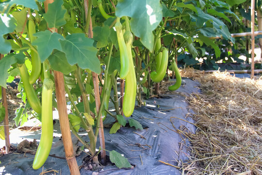 Green eggplant hanging on tree