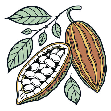 navy bean colorful on white background