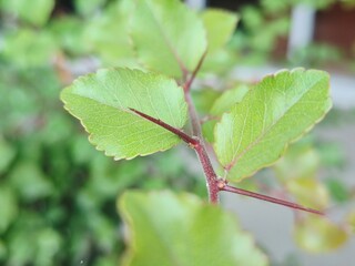Close up of sharp thorns on a green plant branch with fresh leaves © Fitri