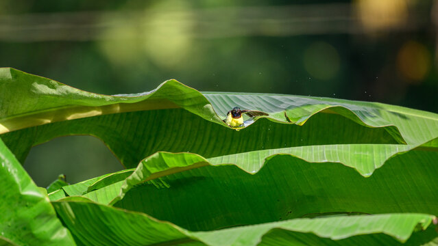 Purple-rumped sunbird bathing in rainwater collected on a banana leaf