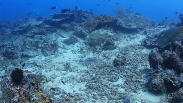 Green Sea Turtles Swim Over Coral Reef with Batfish