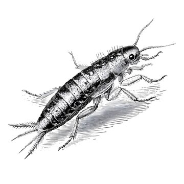 Engraving of a Silverfish insect with long antennae and three tail-like cerci on a white background
