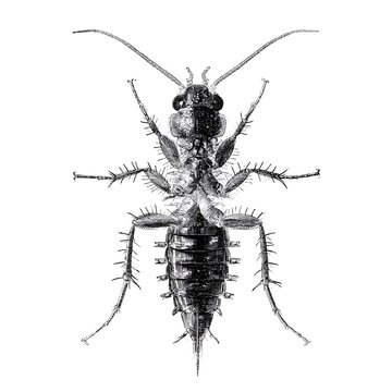 Detailed illustration of an earwig with segmented body and long antennae, isolated on a white background