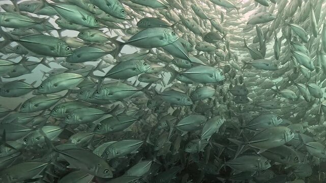 Bigeye trevally (Caranx sexfasciatus) forming a dramatic schooling tornado in open water near Tulamben, Bali. 4K UHD slow-motion underwater footage