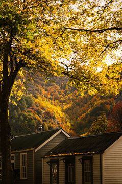 Vibrant Autumn Forest and House in Arrowtown