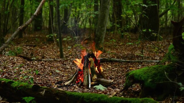 Small tepee campfire blazing with yellow flames in autumn woodland. Seamless loop background footage featuring warm glowing timber and bright sparks outdoors.