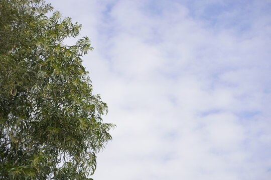 Tea tree on the blue sky