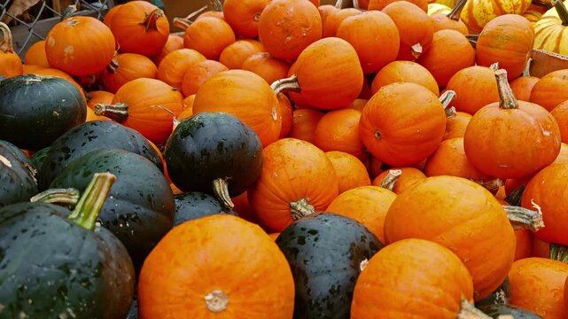 A video pan from small green pumpkins to orange ones on a market stall.