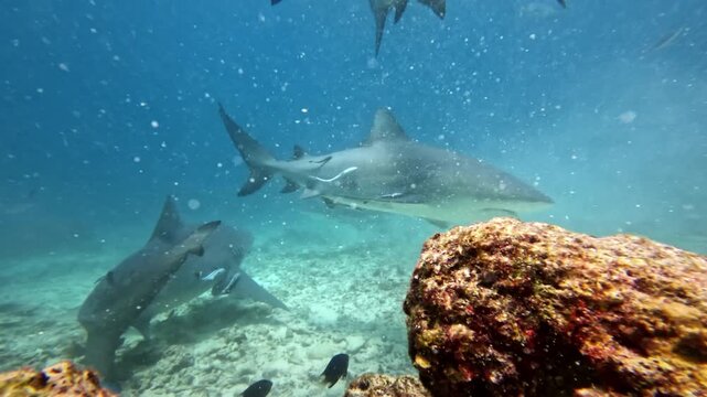 Bull sharks actively swimming and feeding around a coral reef, displaying powerful predatory behavior and marine life in the clear blue waters of Fiji Islands