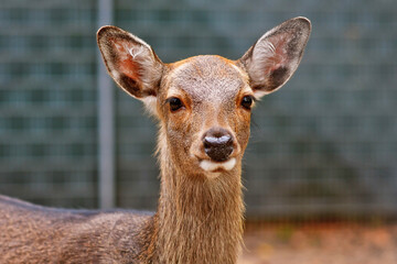 Fototapeta premium Portrait of young female Cervus nippon Shika deer