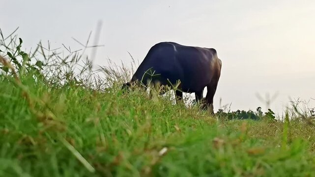 Domestic Buffalo Grazing On Sloping Grass Ridge