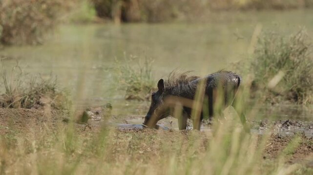 Warthogs at muddy waterhole in Kruger National Park, slow motion wallowing and bathing. One rolls nearly submerged while another stands, seen through blurred tall grass.