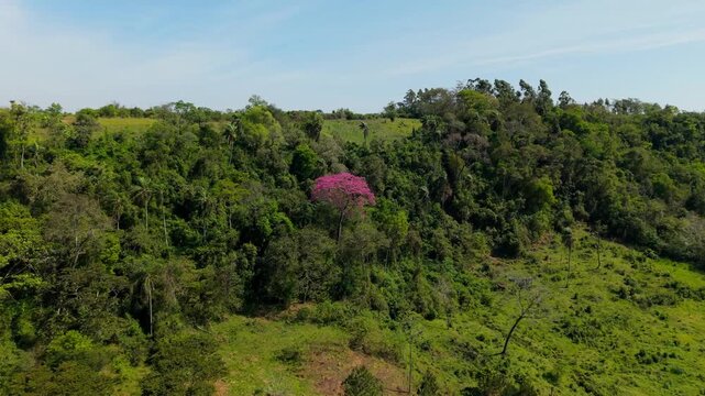 Aerial view of a blooming pink lapacho tree standing out in lush green forest hills