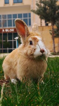 Cute Bunny Rabbit Nibbling Grass