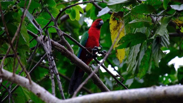 Fijian Crimson shining-parrot kaka bird eating a seed pod in forest tree on Kadavu Island, Fiji in South Pacific