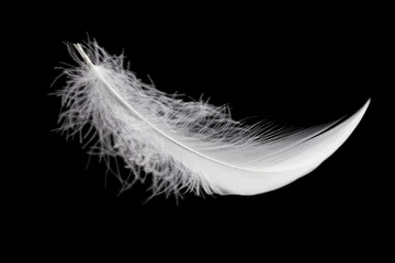 Soft White Bird Feather on Black Background. Falling Swan Feather. Fluffy Downy Feather. © Siwakorn1933