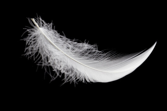 Soft White Bird Feather on Black Background. Falling Swan Feather. Fluffy Downy Feather.