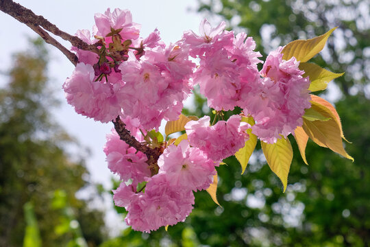 Beautiful pink cherry blossom in spring. Sirius. Krasnodar Krai. Russia