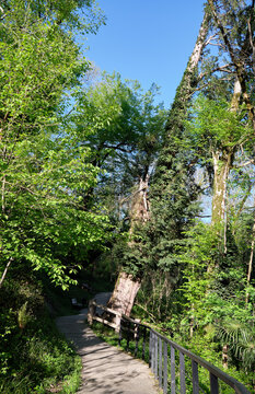 The hiking way passing by thousand-year-old european yew in Khosta Yew-Boxwood Grove. Sochi. Russia