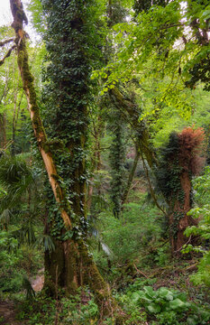 The area of Khosta Yew-Boxwood Grove. Sochi.