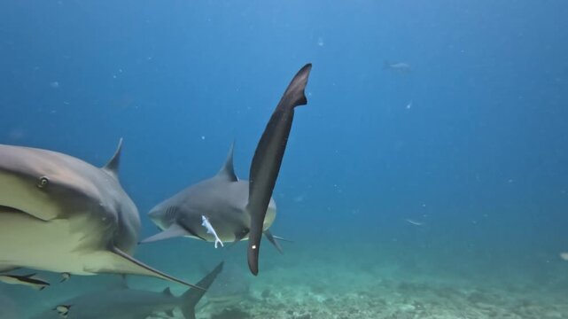 Bull sharks and reef sharks gather underwater, swimming near the seabed during a controlled shark feeding activity, showcasing marine life and predator behavior in tropical ocean waters of Fiji