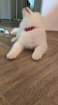 Fluffy white puppy playing wildly on wooden floor indoors while shaking head energetically during funny domestic pet motion video clip sequence
