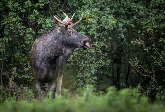 Elk / Moose ( alces alces ) close up