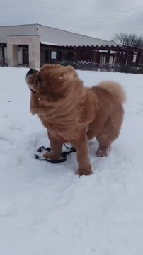 Fluffy chow chow dog playing playfully in fresh white snow during winter season video footage capturing joyful pet moments outdoors on cold day