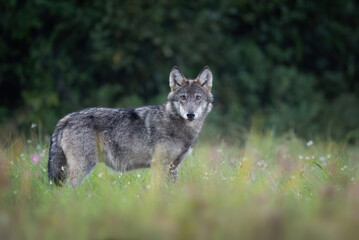 Fototapeta premium Grey wolf ( Canis lupus ) close up