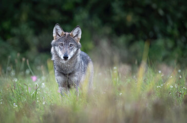 Fototapeta premium Grey wolf ( Canis lupus ) close up
