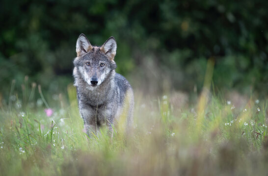 Grey wolf ( Canis lupus ) close up
