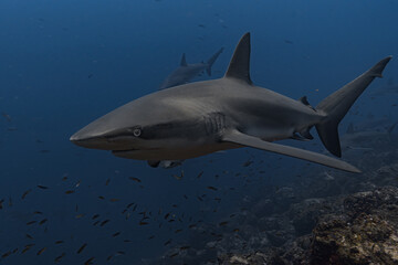 Obraz premium Galapagos Shark, Galapagos Islands