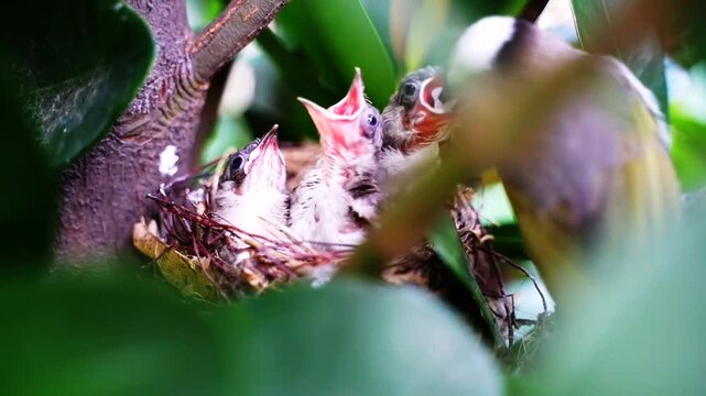 Baby Birds Nesting in a Natural Bird Nest