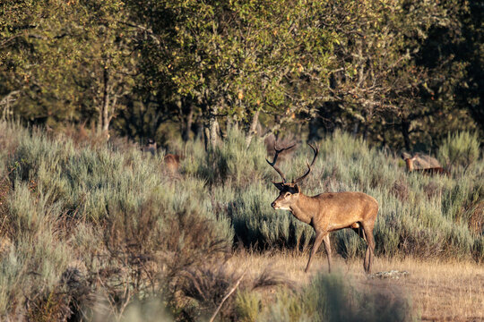 Male red deer with massive antlers during the rut. Cervus elaphus. Valpara&iacute;so, Zamora.