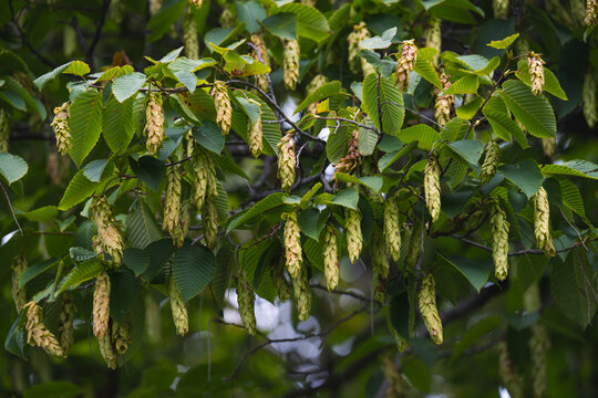 Close up of dense branch foliage with green corrugated leaves and hanging light green seed catkins of a heartleaf hornbeam tree.