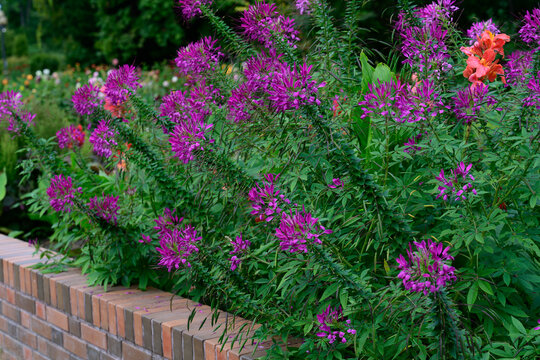 Purple cleome spinosa spider flowers grow in a lush green bush behind a brick border wall in a park field on a bright autumn day.