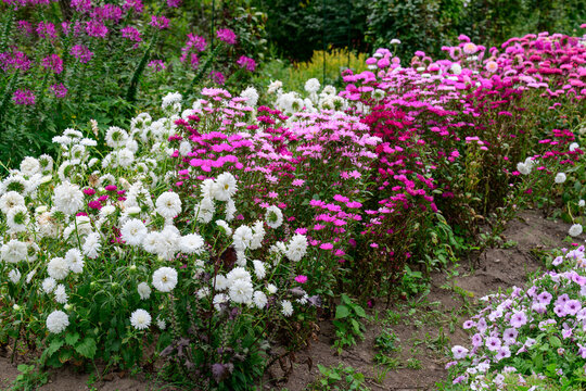 Long park flowerbed lane with blooming white and pink china aster callistephus chinensis flowers and purple cleome bushes in autumn.
