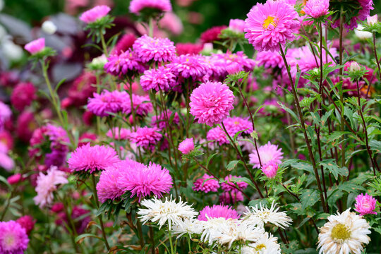 Lush park flowerbed with dense blooming rows of pink and white china aster callistephus chinensis flowers on an autumn day.