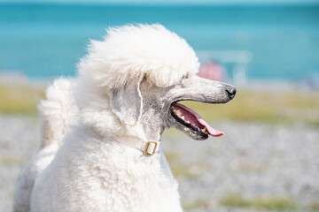 Close up profile portrait of a white standard poodle dog with an open mouth and long tongue on a blurred blue sea background. © Tatiana