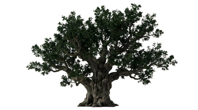 Green wide tree on black background detailed foliage and textured trunk