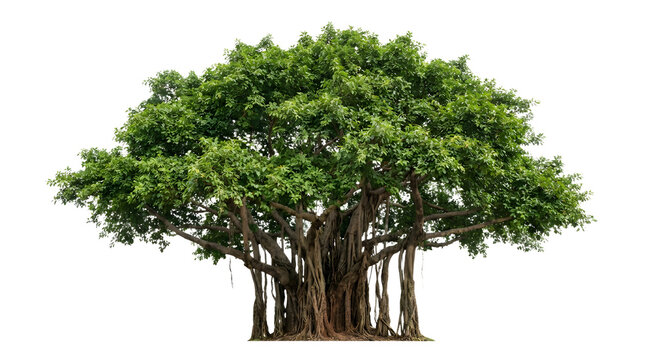 Green wide tree on transparent background lush foliage and thick trunk